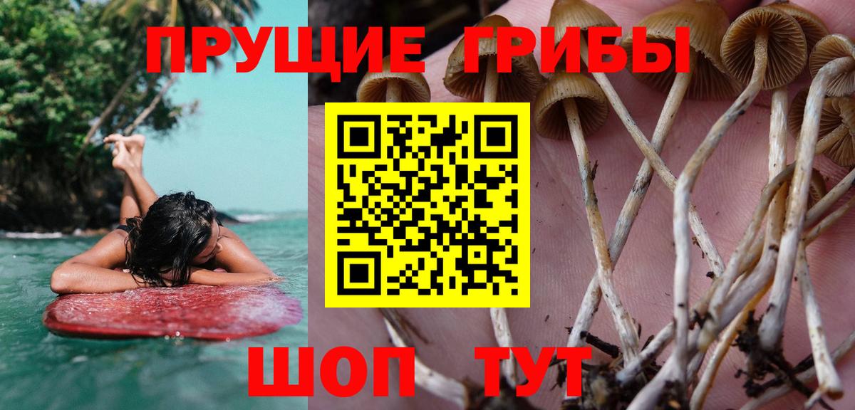 Галлюциногенные грибы Cubensis  Апшеронск  Псилоцибиновые грибы мухоморы 